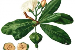 Plant-Illustration-of-Barringtonia