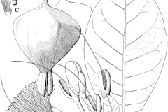 Sketch-of-Barringtonia