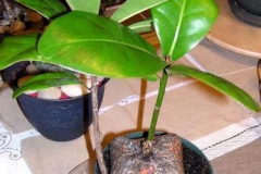 Small-Barringtonia-plant