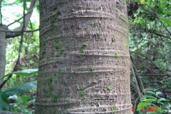 Trunk-of-Barringtonia