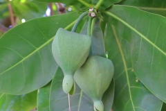 Unripe-Barringtonia-fruit-on-the-tree