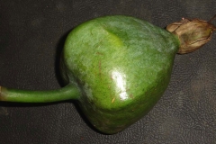 Unripe-Barringtonia-fruit