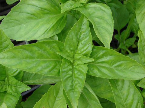 Basil-leaves