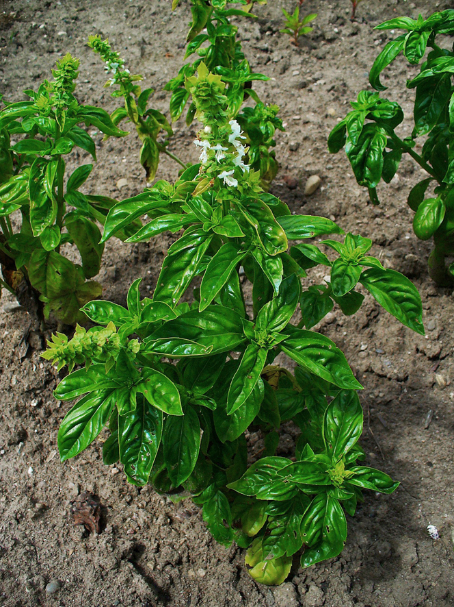 Basil-plant