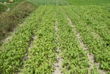 Basil-farm