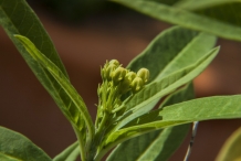 Basil-flower bud