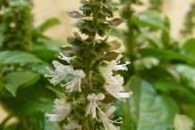 Basil-flower