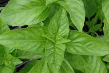 Basil-leaves