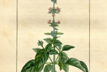 Basil-plant-illustration