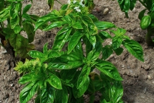 Basil-plant