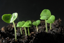 Basil-seedlings