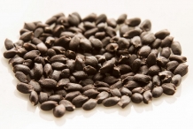 Basil-seeds