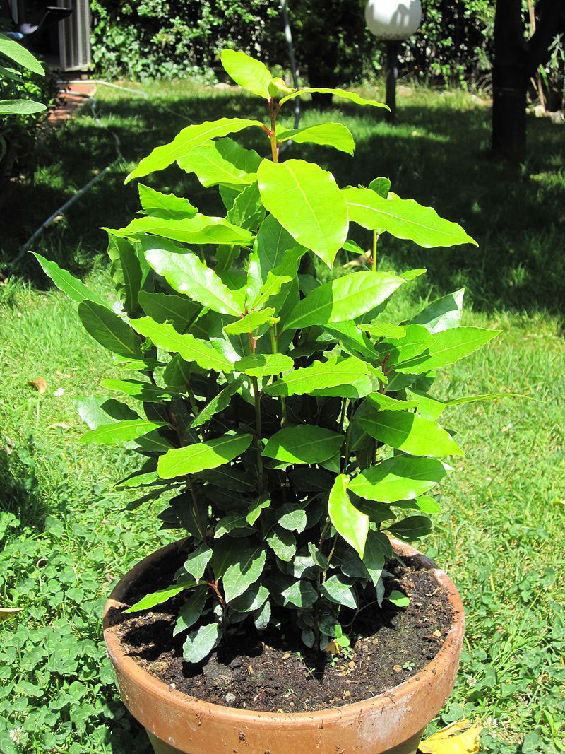 Bay-Laurel-plant-grown-on-pot