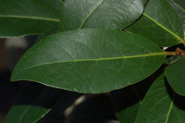 Closer-view-of-leaves-of-Bay-Laurel