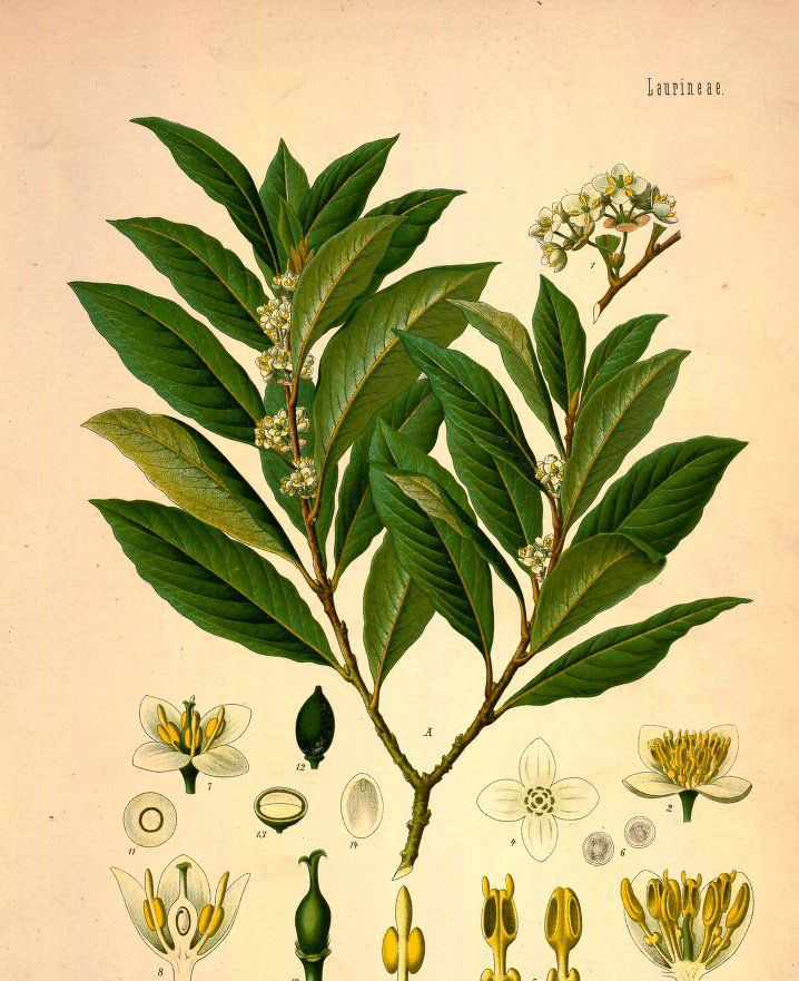 Plant-Illustration-of-Bay-Laurel