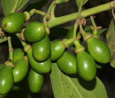 Unripe-Bay-Laurel-fruits
