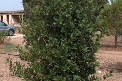 Bay-Laurel-Plant