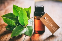 Bay-Laurel-essential-oil