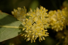 Closer-view-of-flower-of-Bay-Laurel