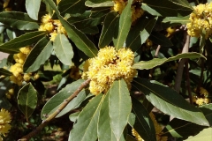 Flowers-of-Bay-Laurel