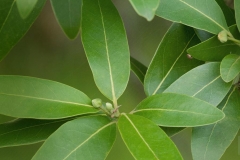 Leaves-of-Bay-Laurel