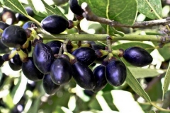 Mature-fruits-of-Bay-Laurel