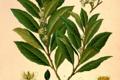 Plant-Illustration-of-Bay-Laurel