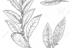 Sketch-of-Bay-Laurel