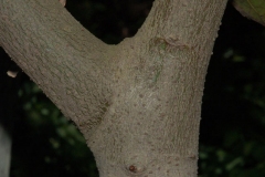 Stem-of-Bay-Laurel