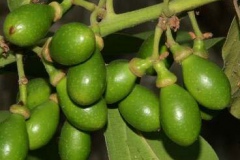 Unripe-Bay-Laurel-fruits