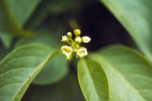 Bayberry-Flower