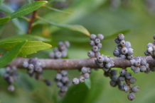 Bayberry-Fruit