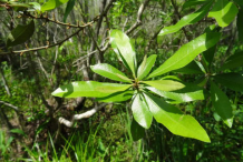Bayberry-Leaves