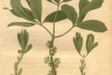 Bayberry-Plant-Illustration