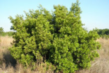 Bayberry-Plant