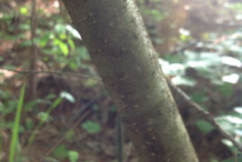 Bayberry-Stem
