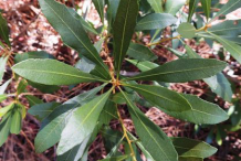 Small-Bayberry-Plant