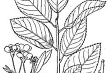 Sketch-of-Beach-Plum