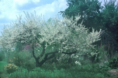 Beach-Plum-growing-wild