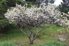 Beach-Plum-tree