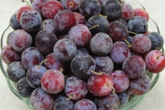 Beach-Plum