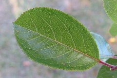 Closer-view-of-leaves-of-Beach-Plum