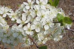 Flower-of-Beach-Plum