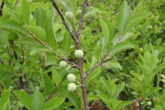 Immature-fruits-of-Beach-Plum