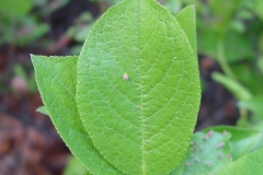 Leaves-of-Beach-Plum