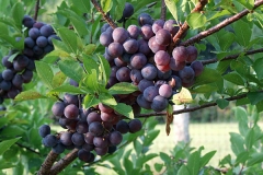 Mature-Beach-Plum