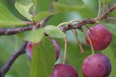 Maturing-Beach-Plum