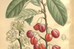 Plant-illustration-of-Beach-Plum