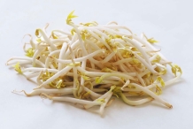 Bean-sprouts-1