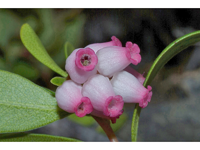 Bearberry-Flower